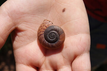 Snail shell on hand