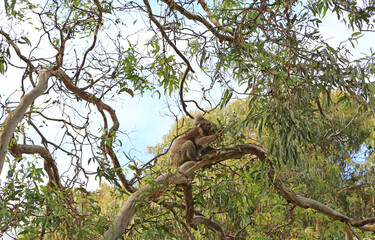 Koala on eucalyptus tree eating - Kennett River,  Victoria, Australia