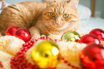 A fat lazy ginger cat lies on a knitted yellow blanket with New Year's toys: gold and red balls.