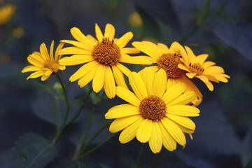 Yellow flowers of blooming Heliopsis sunflower (Helianthus pauciflorus) on a flowerbed in the garden. Hohlspiegel variety.