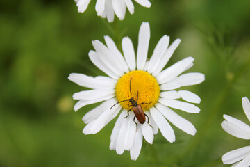 Obraz premium Beetle on a Daisy