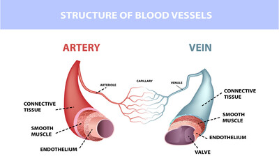 Healthy artery and vein anatomy, layers of arteries and veins, medical illustration