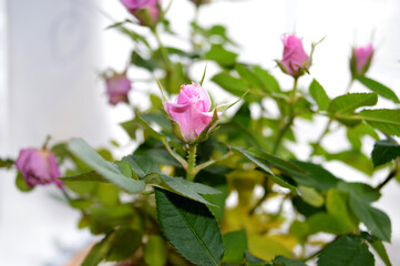 pink rose bush