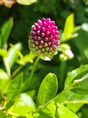 ball-head onion also drumsticks (in german Kugelköpfiger Lauch also Kugel-Lauch) Allium sphaerocephalon