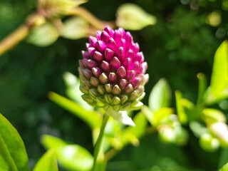 ball-head onion also drumsticks (in german Kugelköpfiger Lauch also Kugel-Lauch) Allium sphaerocephalon