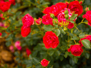 Roses in the botanical garden in Radzionków. Free space for entry ready.