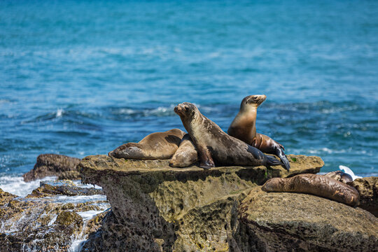 A group of California Sea Lions sunning themselves on the rocks at La Jolla Cove in La Jolla, San Diego, USA  in summer