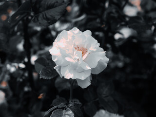 Roses in the botanical garden in Radzionków. Free space for entry ready.