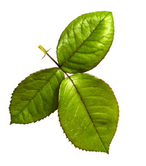 green leaves of rose bush on white background