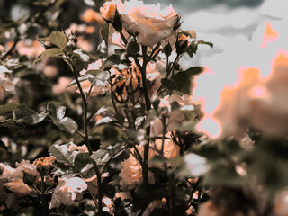 Roses in the botanical garden in Radzionków. Free space for entry ready.