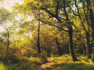 Forêt enchantée