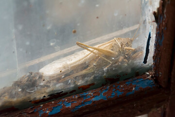 huge locust behind dirty glass in a wooden window frame