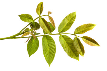 green walnut leaves on white background