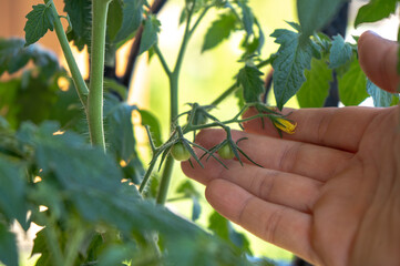 small green baby tomato cherry on a bush, home gardening on balcony