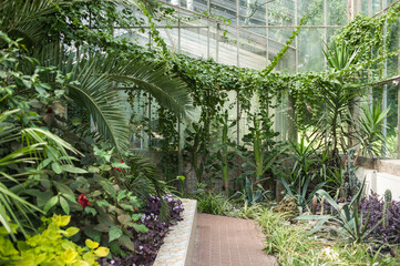 Beautiful old city greenhouse in the park with tropical plants