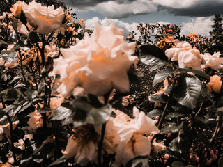Roses in the botanical garden in Radzionków. Free space for entry ready.