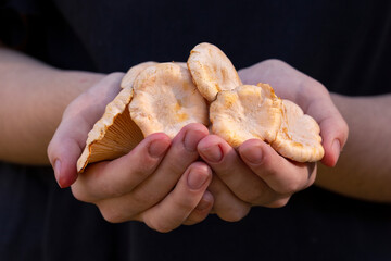 Edible forest mushrooms - chanterelles - in the hands of the girl. Vegetarian food.