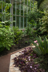 Beautiful old city greenhouse in the park with tropical plants