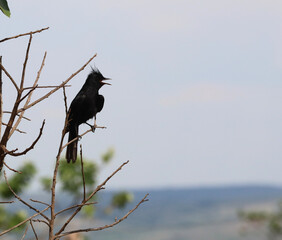 cerrado passaro brasil