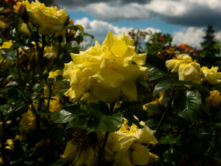 Roses in the botanical garden in Radzionków. Free space for entry ready.