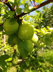 green apples on a tree