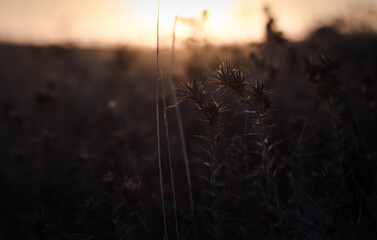 A close-up photo of a thorn plant during the magical sunset.