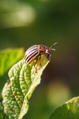 colorado beetle on green potato branch in home garden.  close up. vertical orientation. copy space.