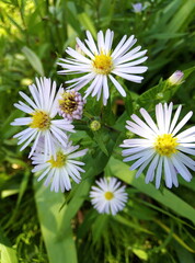 daisies in the garden