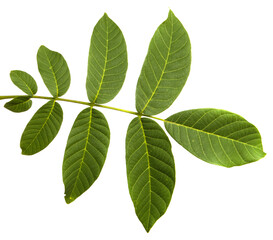 Fototapeta na wymiar green walnut leaves on white background