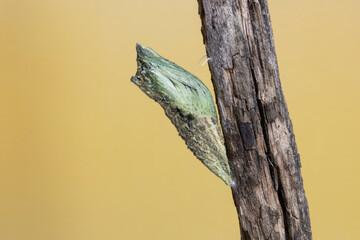 Black Swallowtail Butterfly (Papilio polyxenes) larva after it has molted its skin reveling its ...