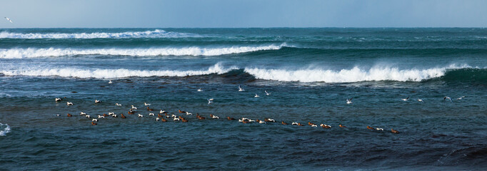 COMMON EIDER (Somateria mollissima), Reykjanes Coast, Iceland, Europe