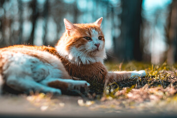 A low angle of a majestic brown and white-colored cat.  © Yani