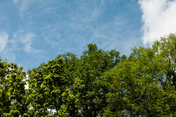 White clouds on a blue sky over green trees