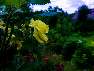 Roses in the botanical garden in Radzionków. Free space for entry ready.