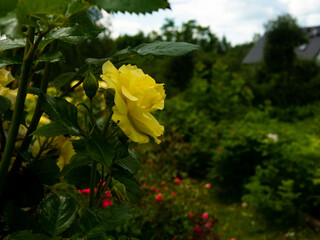 Roses in the botanical garden in Radzionków. Free space for entry ready.