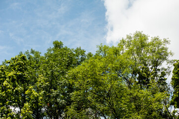 Fototapeta premium White clouds on a blue sky over green trees