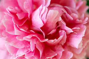 Flower background. Delicate petals of pink peony, close-up and with a small depth of field.