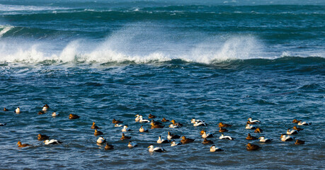 Common Eider (Somateria mollissima), Reykjanes Coast, Iceland, Europe