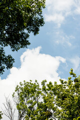 White clouds on a blue sky over green trees