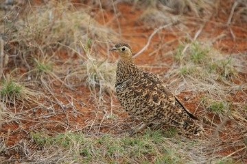 Female Sand Grouse in Red Volcanic Soil in East Africa