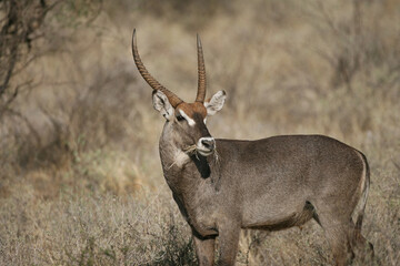 Waterbuck antelope in Kenya , East Africa