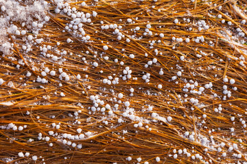 Hail detail, Reykjanes Coast, Iceland, Europe