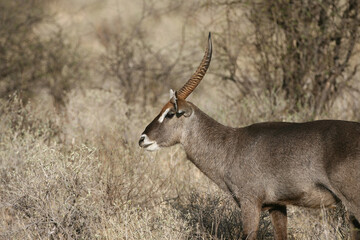 Waterbuck antelope in Kenya , East Africa