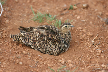 Female Sand Grouse in Red Volcanic Soil in East Africa