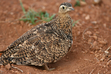 Female Sand Grouse in Red Volcanic Soil in East Africa