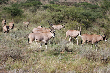 Naklejka na ściany i meble Oryx in Masai Mara Kenya Africa
