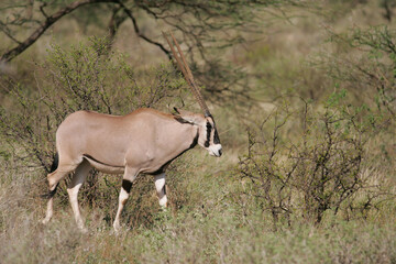Oryx in Masai Mara Kenya Africa
