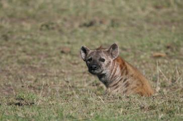 hyena in Tanzania Savannah