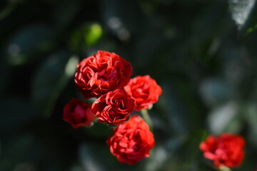 Miniature red rose in an open-air garden