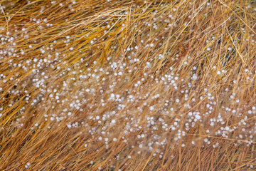 Hail detail, Reykjanes Coast, Iceland, Europe